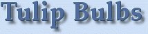 Tulip Bulbs